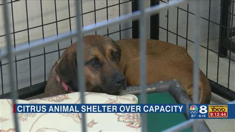 Citrus county animal services - According to Citrus County Animal Services, the first thing you should do is have your pet microchipped and do this right away, don’t wait for an approaching storm. Hurricane Katrina displaced over 8000 animals, most of them never found their owner. Microchipping and registering your pet nationally is the only positive way …